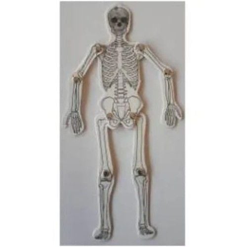 Toptan Orta Boy İskelet Maketi