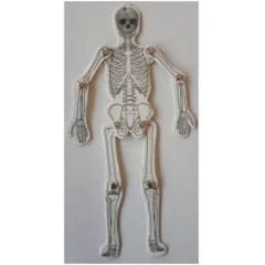 Toptan Orta Boy İskelet Maketi