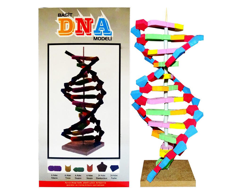 Toptan DNA Modeli Yapım Seti (Eva Malzeme)