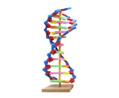Toptan DNA Modeli Yapım Seti (Eva Malzeme)