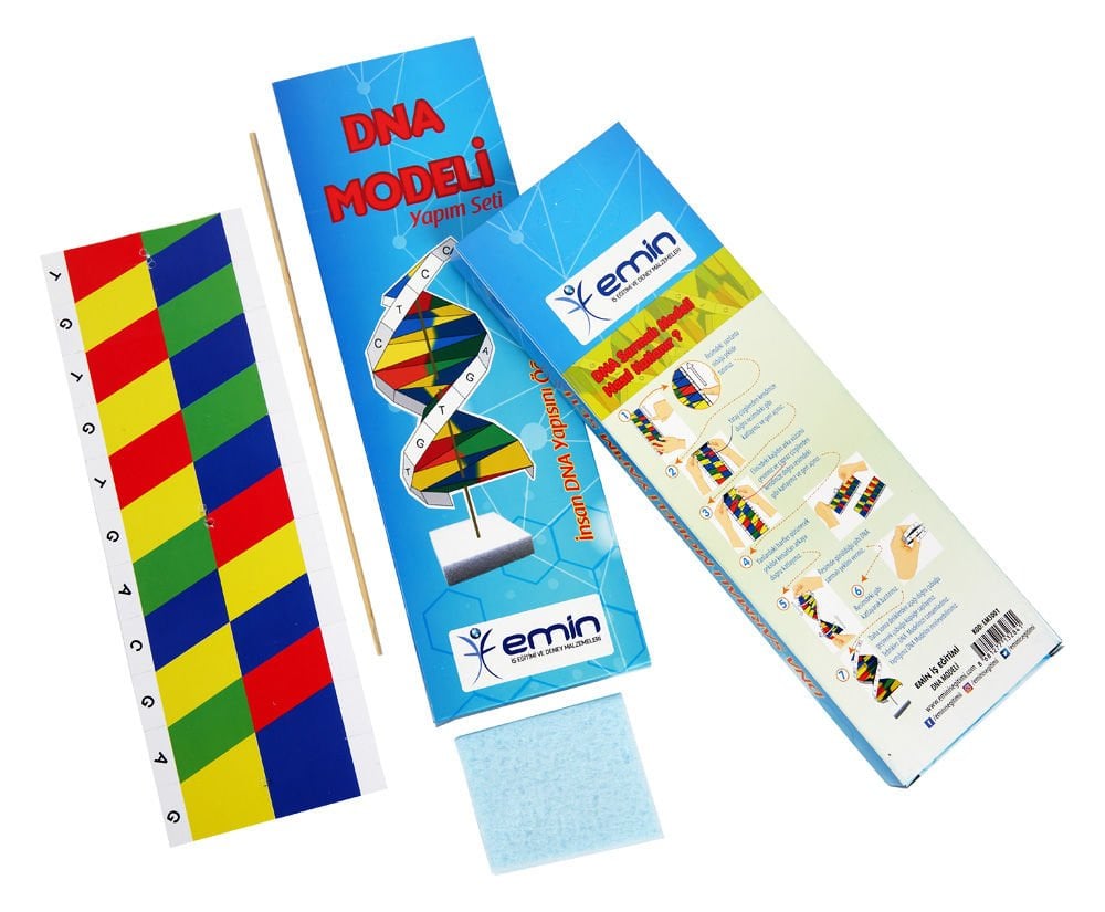 Toptan DNA Modeli Seti