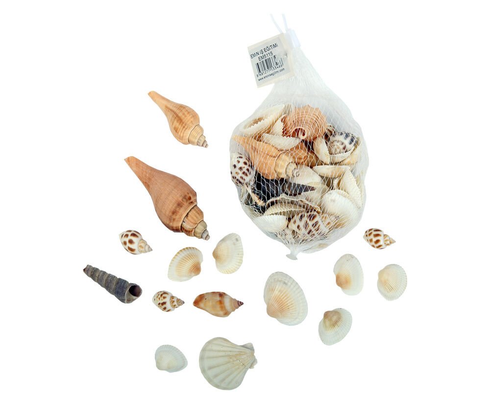 Toptan Deniz Kabuğu