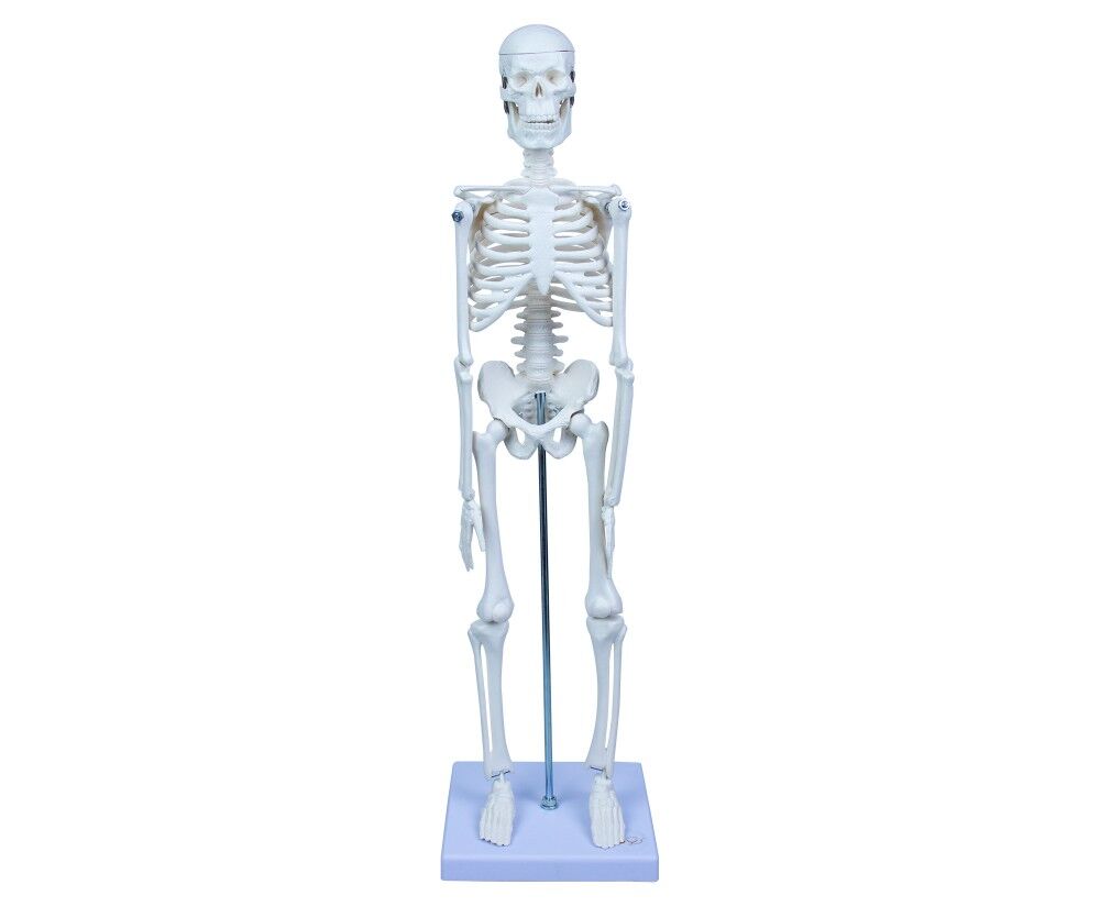 Toptan İskelet Sistemi Modeli 45 cm