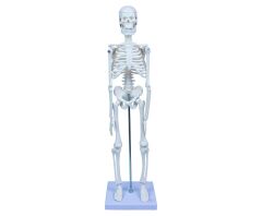 Toptan İskelet Sistemi Modeli 45 cm