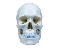 Toptan Kafatası Anatomisi