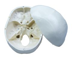 Toptan Kafatası Anatomisi