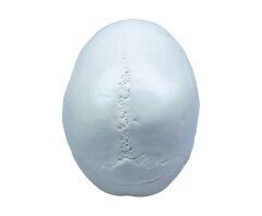 Toptan Kafatası Anatomisi