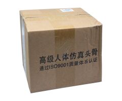 Toptan Kafatası Anatomisi