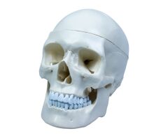 Toptan Kafatası Anatomisi