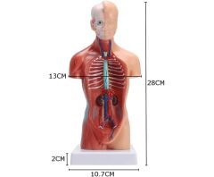 Toptan İç Organlar Vücut Anatomisi Modeli (28 cm)