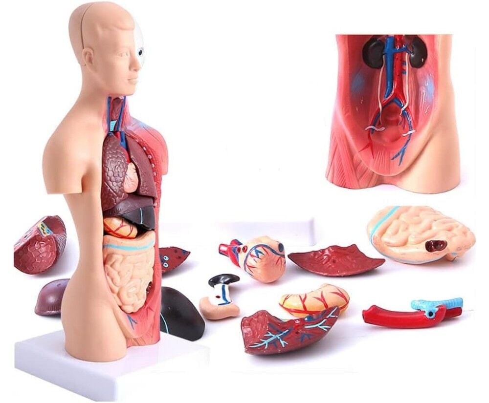 Toptan İç Organlar Vücut Anatomisi Modeli (28 cm)