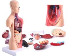 Toptan İç Organlar Vücut Anatomisi Modeli (28 cm)