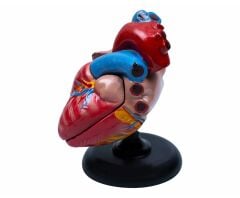 Toptan Kalp Anatomisi Modeli