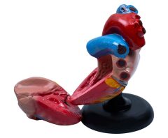 Toptan Kalp Anatomisi Modeli