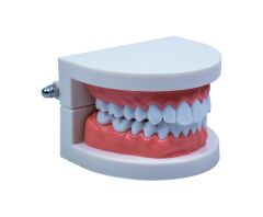 Toptan Diş Modeli Anatomisi