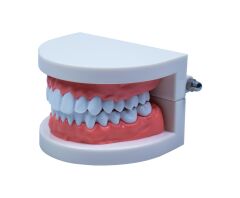 Toptan Diş Modeli Anatomisi