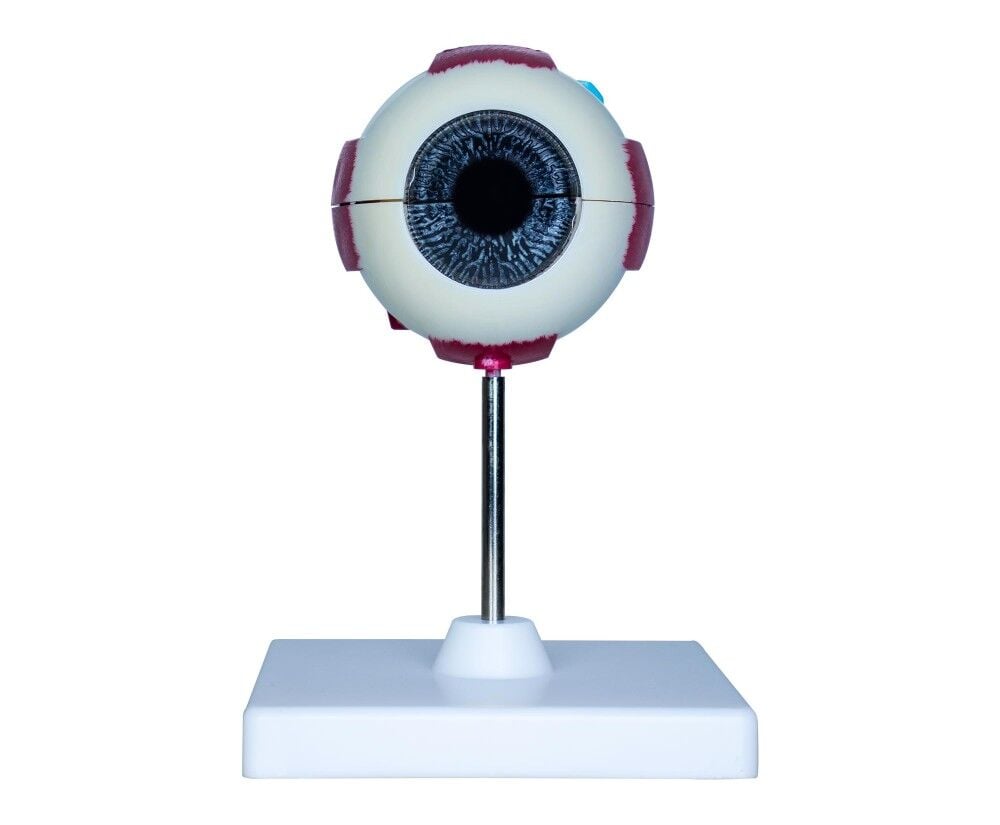 Toptan Göz Anatomisi Modeli