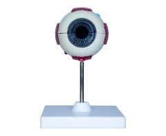 Toptan Göz Anatomisi Modeli