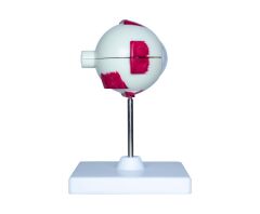 Toptan Göz Anatomisi Modeli