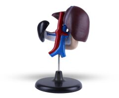 Toptan Karaciğer Anatomisi Modeli