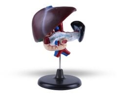 Toptan Karaciğer Anatomisi Modeli