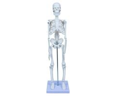 Toptan İskelet Sistemi 85 cm