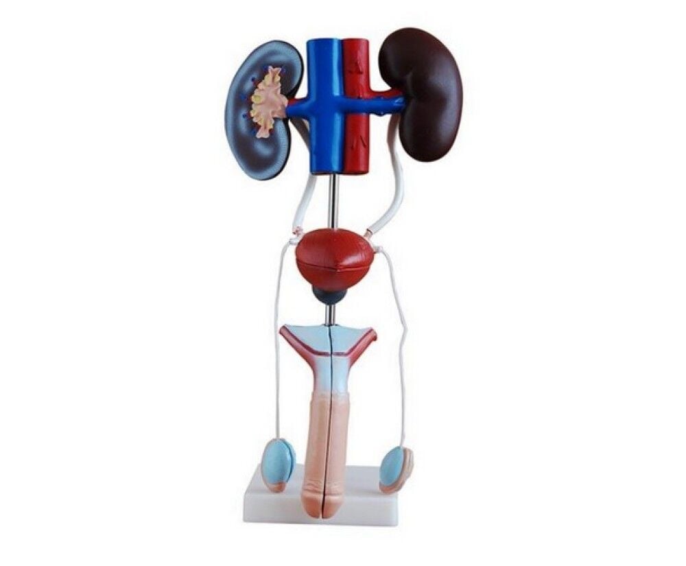 Toptan Erkek Boşaltım Sistemi