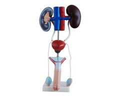 Toptan Erkek Boşaltım Sistemi