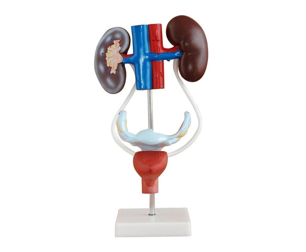 Toptan Kadın Boşaltım Sistemi