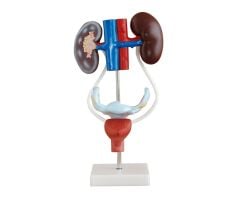 Toptan Kadın Boşaltım Sistemi