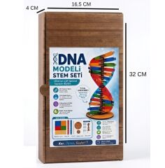 Toptan DNA Modeli Yapım Seti Ahşap