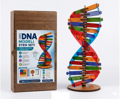 Toptan DNA Modeli Yapım Seti Ahşap