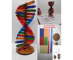 Toptan DNA Modeli Yapım Seti Ahşap